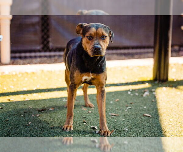 Medium Photo #1 Rottweiler-Unknown Mix Puppy For Sale in Orlando, FL, USA