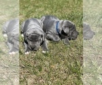 Small Photo #9 Great Dane Puppy For Sale in PINNACLE, NC, USA
