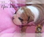 Small Photo #20 Olde English Bulldogge Puppy For Sale in WRIGHT CITY, MO, USA