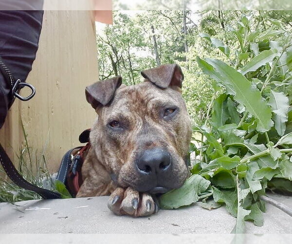 Medium Photo #2 Spanish Mastiff Puppy For Sale in Maryville, TN, USA