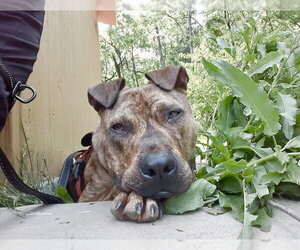 Herman - Male Spanish Mastiff Dog for Adoption - Photo #2