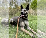 Small #4 Australian Shepherd-German Shepherd Dog Mix