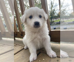 Small Photo #6 Great Pyrenees-Maremma Sheepdog Mix Puppy For Sale in CONNEAUT, OH, USA