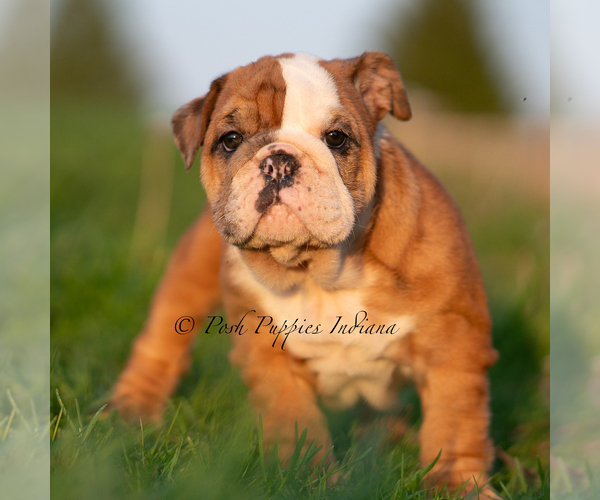 Medium Photo #6 Bulldog Puppy For Sale in WARSAW, IN, USA