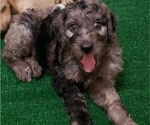 Small Photo #15 Labradoodle Puppy For Sale in SAN ANTONIO, TX, USA