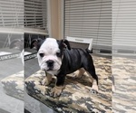 Puppy 1 English Bulldog