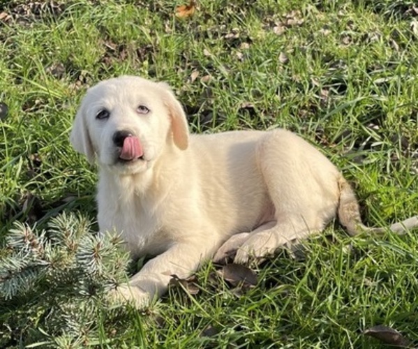 Medium Photo #9 Akbash-Great Pyrenees Mix Puppy For Sale in RIDGEFIELD, WA, USA