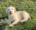 Small Photo #9 Akbash-Great Pyrenees Mix Puppy For Sale in RIDGEFIELD, WA, USA