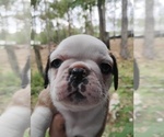 Small #3 Frenchie Pug