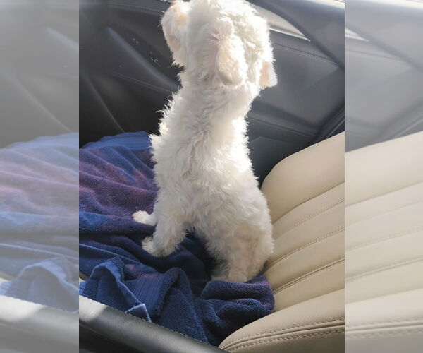 Medium Photo #5 Poodle (Miniature)-Unknown Mix Puppy For Sale in Pacifica, CA, USA