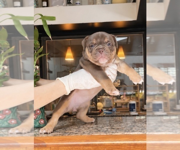 Medium Photo #19 Olde English Bulldogge Puppy For Sale in FORT WORTH, TX, USA