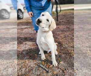 Labrador Retriever Puppy for sale in WAGENER, SC, USA