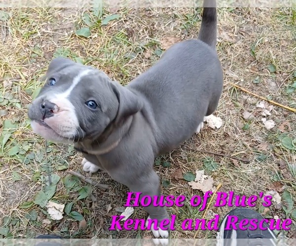 Medium Photo #3 American Pit Bull Terrier Puppy For Sale in DELAWARE, OH, USA