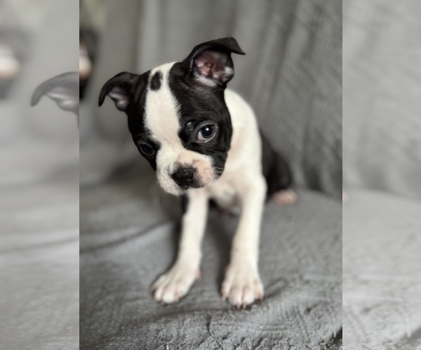 Medium Photo #2 Boston Terrier Puppy For Sale in BRIDGEWATER, NJ, USA