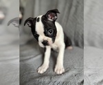 Small #1 Boston Terrier