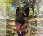 Small #1 German Shepherd Dog Mix