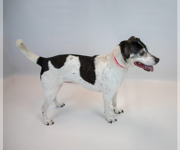 Medium Photo #3 Raggle Puppy For Sale in Kennesaw, GA, USA