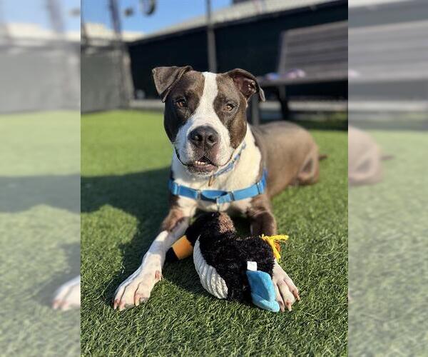 Medium Photo #2 American Pit Bull Terrier-Unknown Mix Puppy For Sale in San Francisco, CA, USA