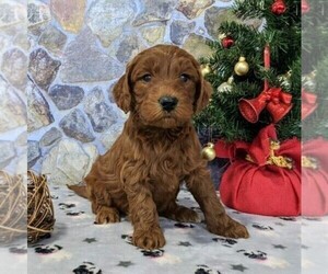 Goldendoodle-Poodle (Miniature) Mix Puppy for sale in ITASCA, TX, USA