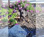 Small Photo #1 Miniature Pinscher Puppy For Sale in SHIPSHEWANA, IN, USA