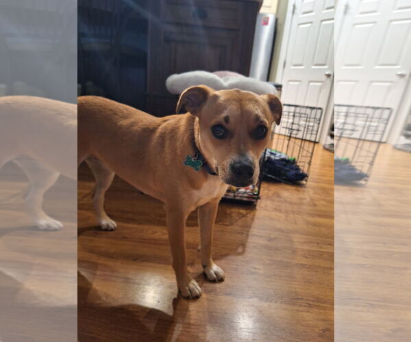Medium Photo #7 Mutt Puppy For Sale in Greenville, SC, USA