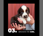 Small #2 Miniature Australian Shepherd