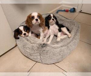 Cavalier King Charles Spaniel Litter for sale in COARSEGOLD, CA, USA