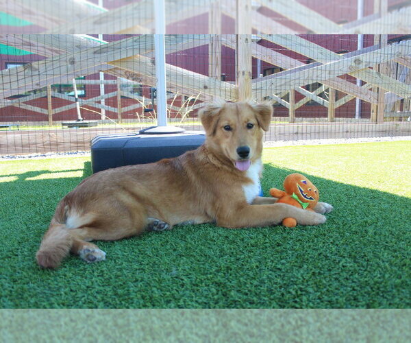 Medium Photo #2 Australian Retriever Puppy For Sale in Chestertown, MD, USA