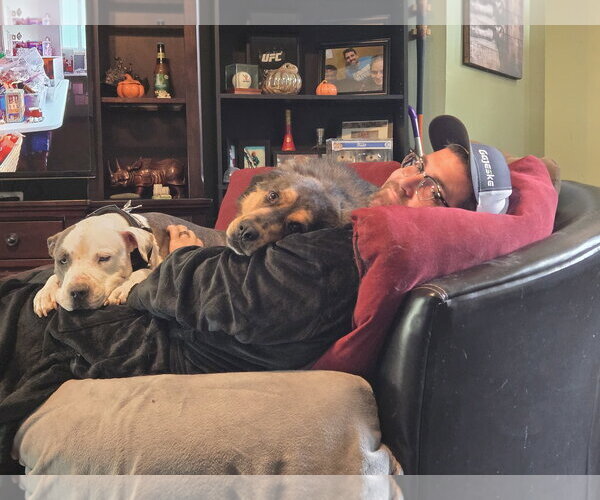 Medium Photo #14 Staffordshire Bull Terrier-Unknown Mix Puppy For Sale in The Woodlands, TX, USA