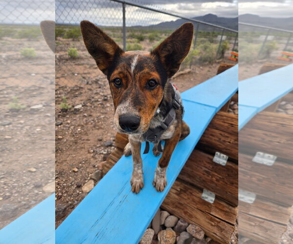 Medium Photo #4 Australian Shepherd-Unknown Mix Puppy For Sale in Williamsburg, NM, USA