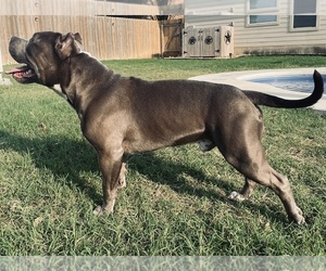 American Bully Puppy for sale in HUTTO, TX, USA