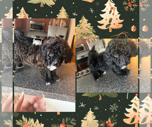 Poodle (Miniature) Puppy for sale in VIRGINIA BEACH, VA, USA