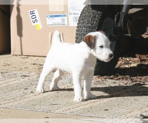 Jack Russell Terrier Puppy for sale in ROSEBURG, OR, USA