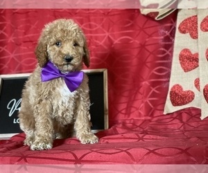 Goldendoodle Puppy for sale in LANCASTER, PA, USA