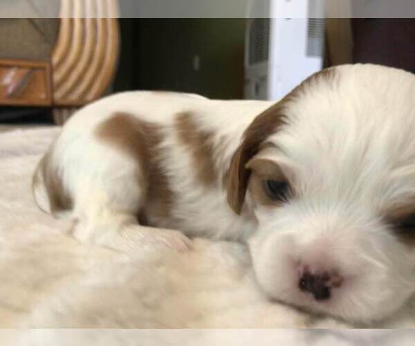 Medium Photo #4 Cavalier King Charles Spaniel Puppy For Sale in EL DORADO SPG, MO, USA