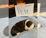 Small Photo #6 Saint Bernard Puppy For Sale in OKEANA, OH, USA