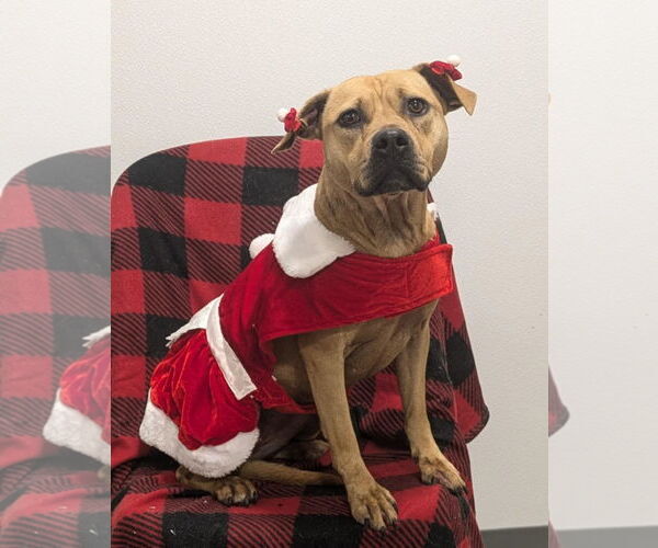 Medium Photo #4 Boxer-Unknown Mix Puppy For Sale in Anniston, AL, USA