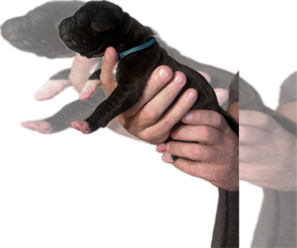 Medium Photo #4 Great Dane Puppy For Sale in WILLIS, TX, USA