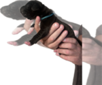 Small #3 Great Dane