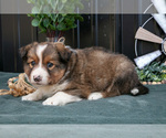 Small #1 Shel-Aussie
