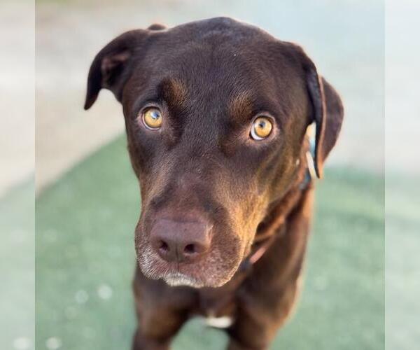 Medium Photo #2 Labrador Retriever-Unknown Mix Puppy For Sale in San Diego, CA, USA