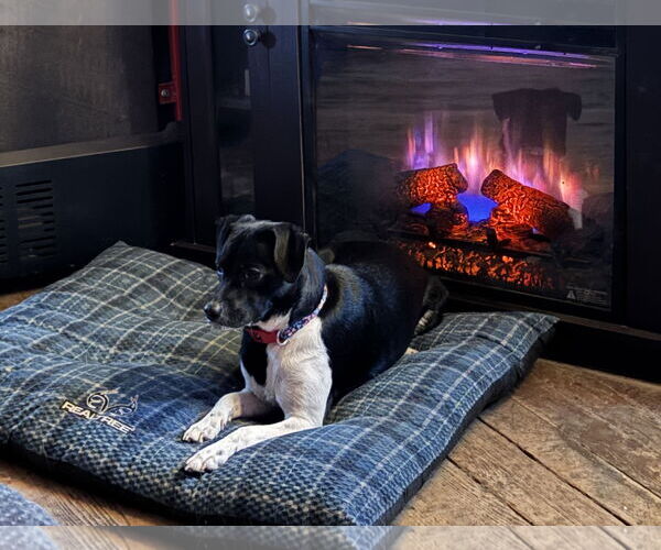 Medium Photo #1 Mutt Puppy For Sale in Rootstown, OH, USA