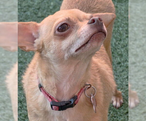 Medium Photo #3 Chihuahua Puppy For Sale in Chino Hills, CA, USA