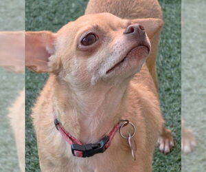 Royalty - Female Chihuahua Dog for Adoption - Photo #3