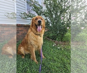 Father of the Golden Retriever puppies born on 01/22/2025