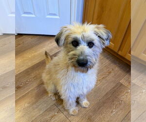 Mutt Dogs for adoption in Sandy, UT, USA