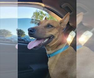 American Pit Bull Terrier-Unknown Mix Dogs for adoption in Las Vegas, NV, USA