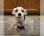 Small #1 Maltese Mix