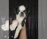 Small #4 Pug