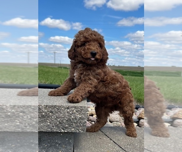 Medium Photo #6 Goldendoodle (Miniature) Puppy For Sale in HULL, IA, USA